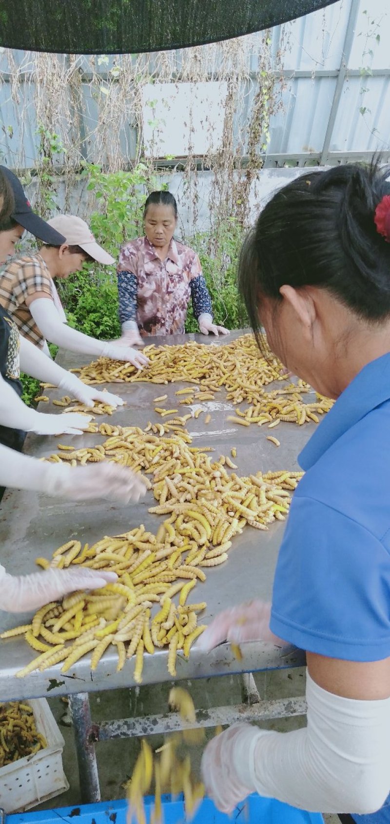 豆虫