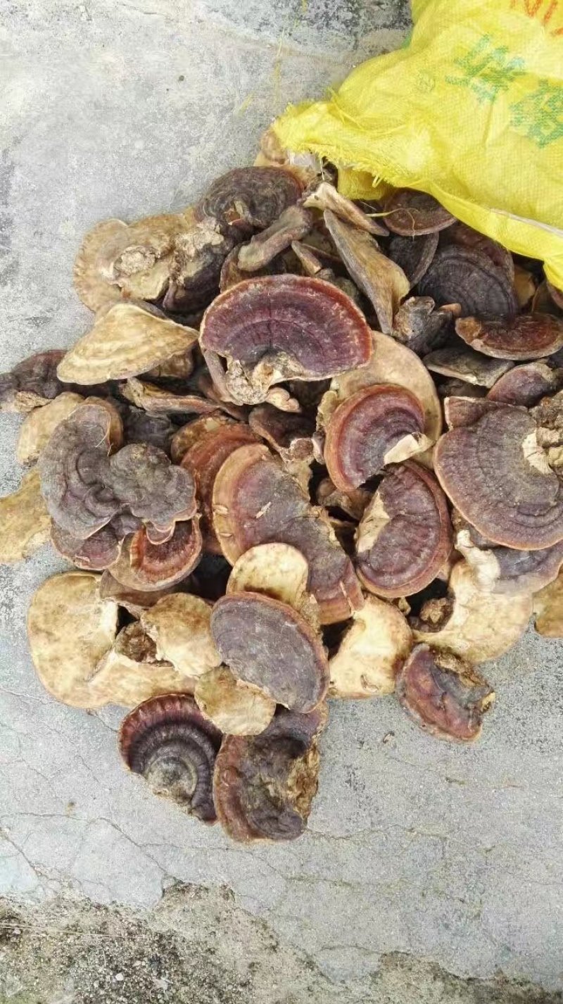 野生灵芝，赤芝产地直供，海南无柄赤芝，道地药材，支持线上