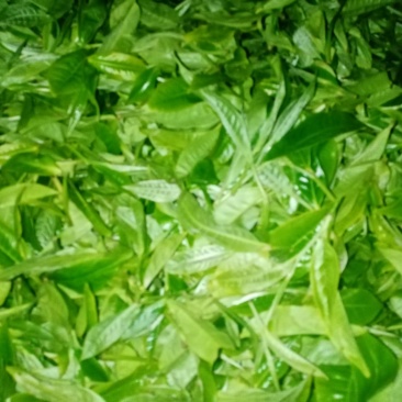 布朗山山头纯料纯手工炒作生茶。