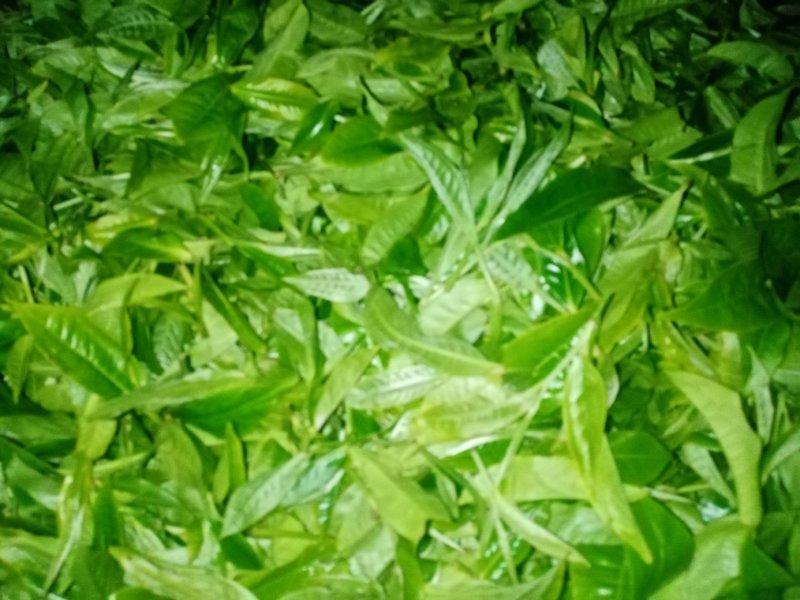 布朗山山头纯料纯手工炒作生茶。