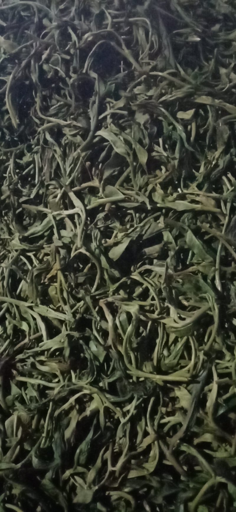 布朗山山头纯料纯手工炒作生茶。