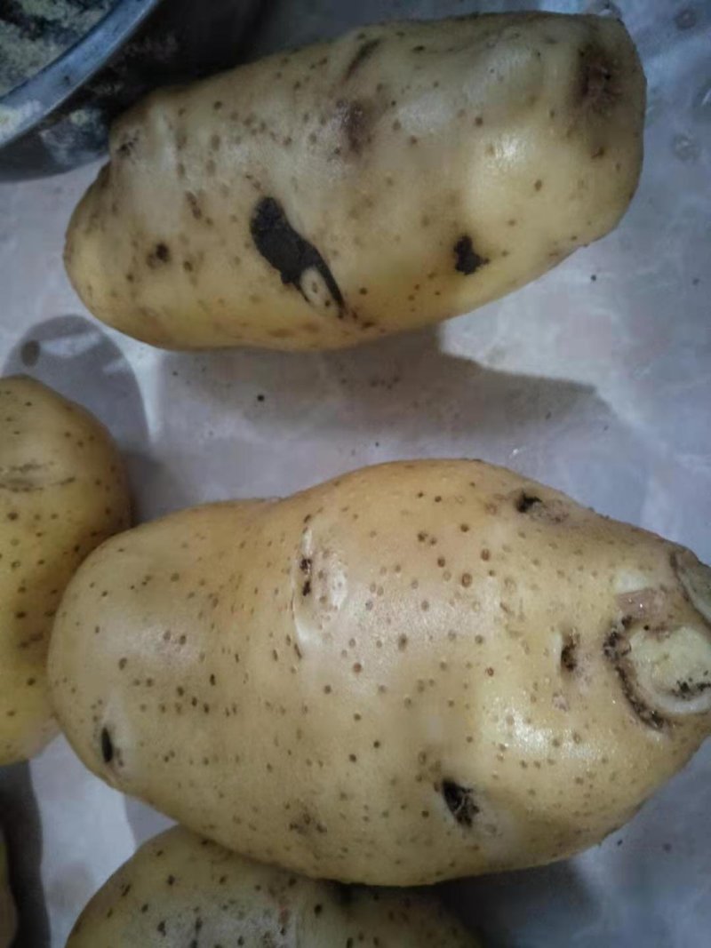 土豆