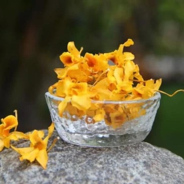 中药石斜花纯野生原生态