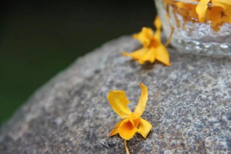 中药石斜花纯野生原生态