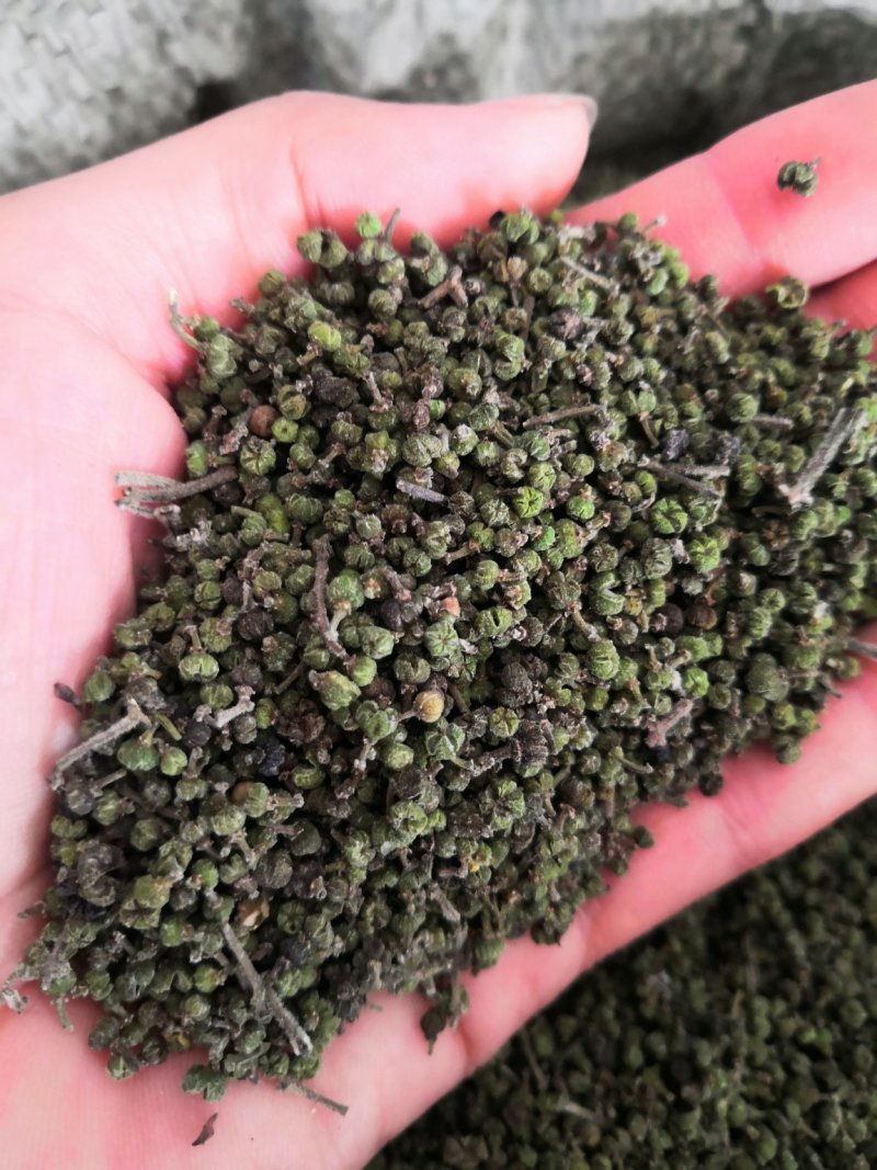 吴茱萸今年新货江西小花吴茱萸，青色小花吴茱萸