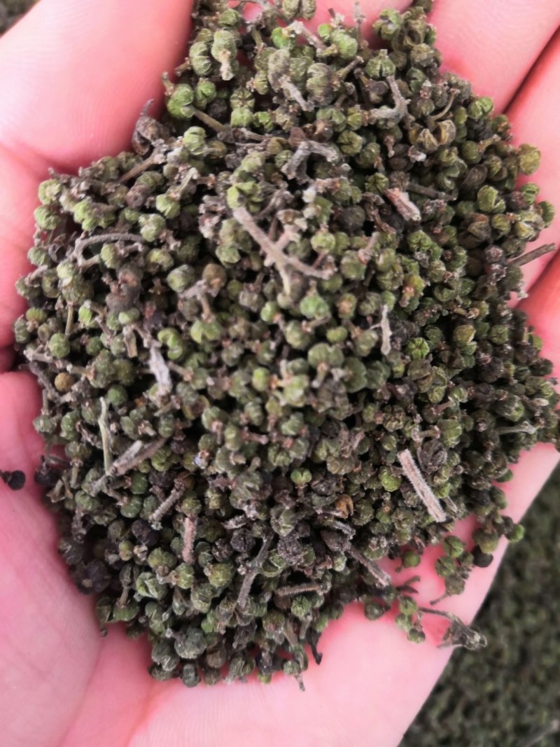 吴茱萸今年新货江西小花吴茱萸，青色小花吴茱萸