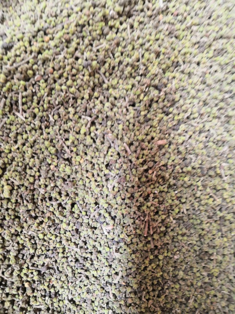 吴茱萸今年新货江西小花吴茱萸，青色小花吴茱萸