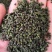 吴茱萸今年新货江西小花吴茱萸，青色小花吴茱萸