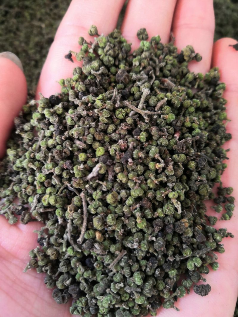 吴茱萸今年新货江西小花吴茱萸，青色小花吴茱萸