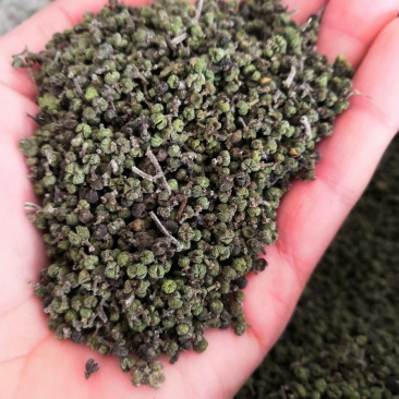 吴茱萸今年新货江西小花吴茱萸，青色小花吴茱萸