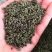 吴茱萸今年新货江西小花吴茱萸，青色小花吴茱萸