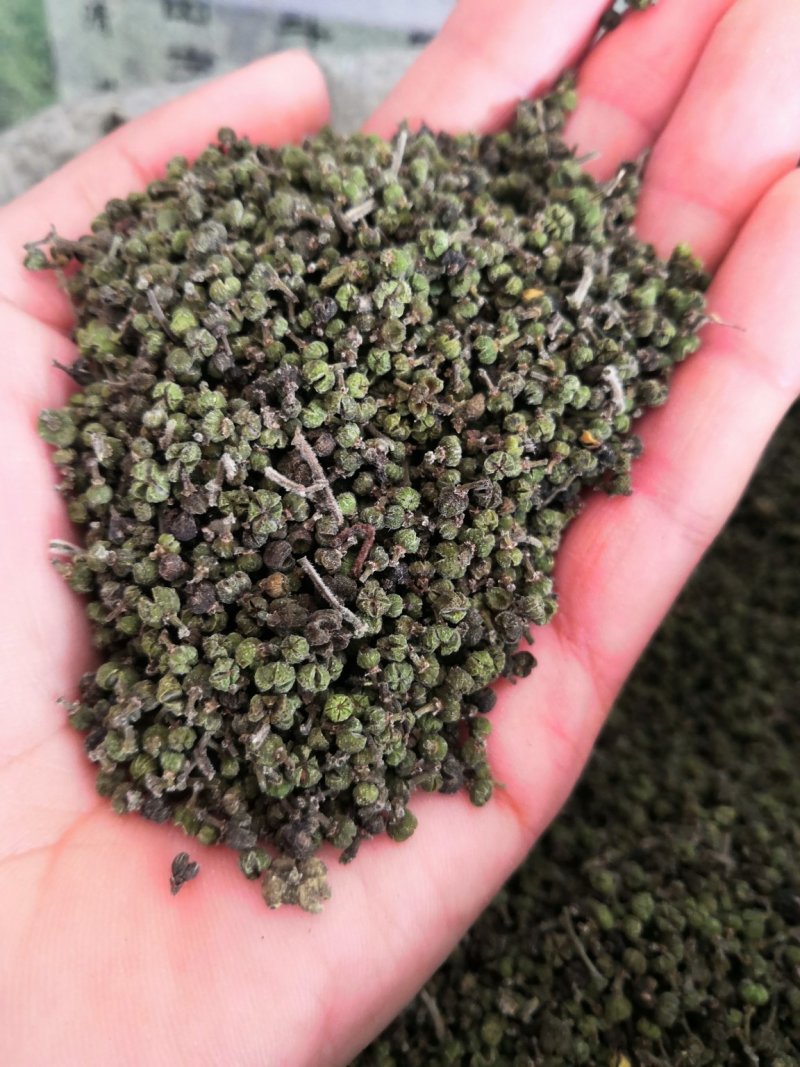 吴茱萸今年新货江西小花吴茱萸，青色小花吴茱萸
