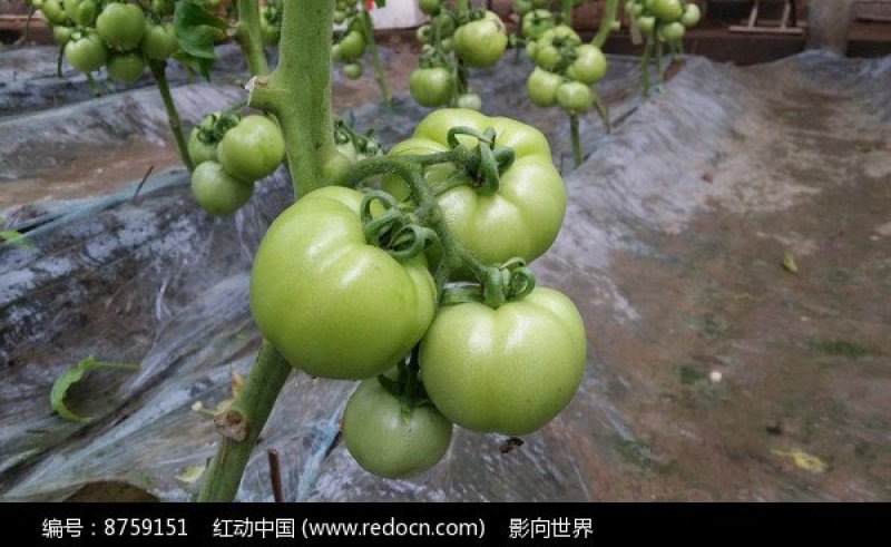 西红柿快了