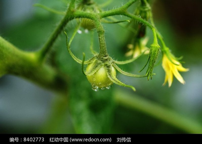 西红柿快了