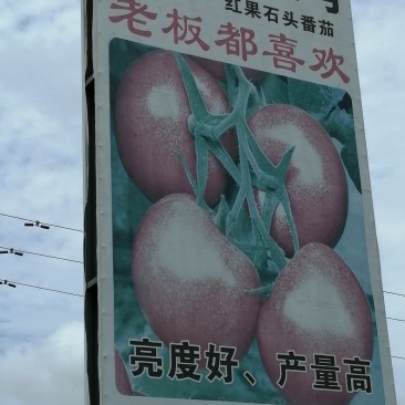 西红柿快了