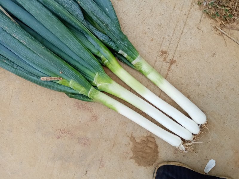 大葱，安顺大葱，，铁杆大葱