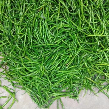 陕西辣椒，线辣椒，螺丝辣椒，青辣椒。货源充足。