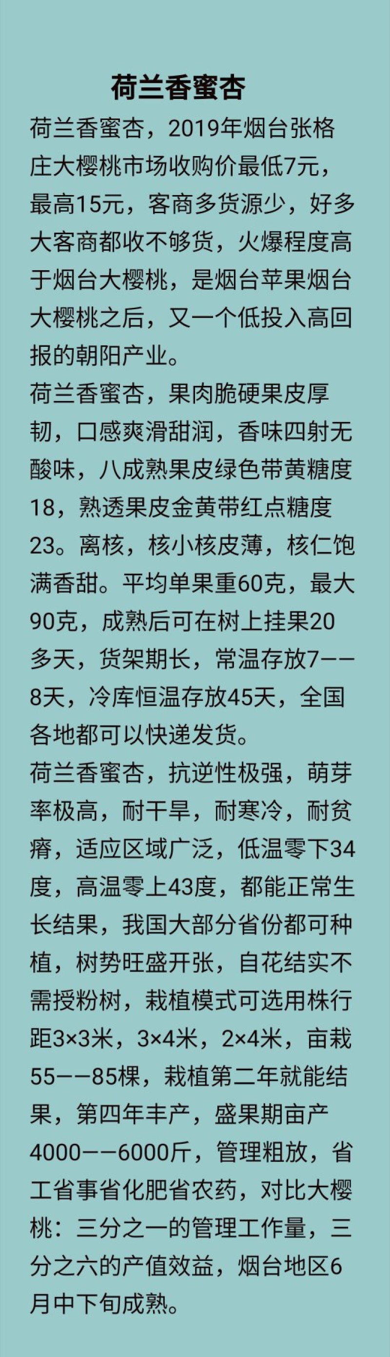 荷兰香蜜杏苗，比大樱桃效益高2倍的的朝阳产业