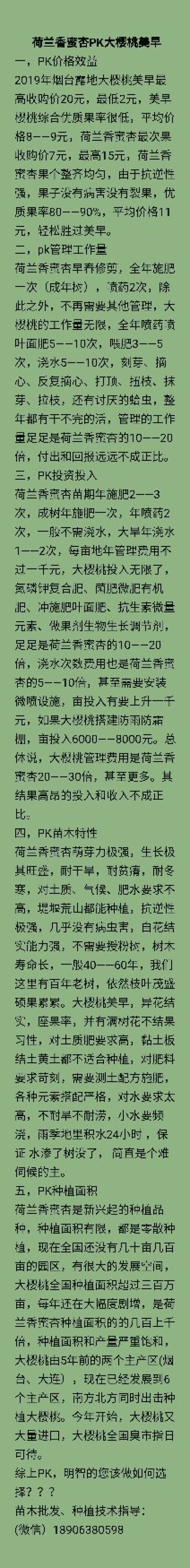 荷兰香蜜杏苗，比大樱桃效益高2倍的的朝阳产业