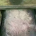 俄罗斯落叶松为原料的机制木炭
