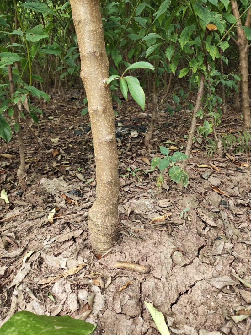 2公分粗度起五月脆蜂糖李子苗提供技术