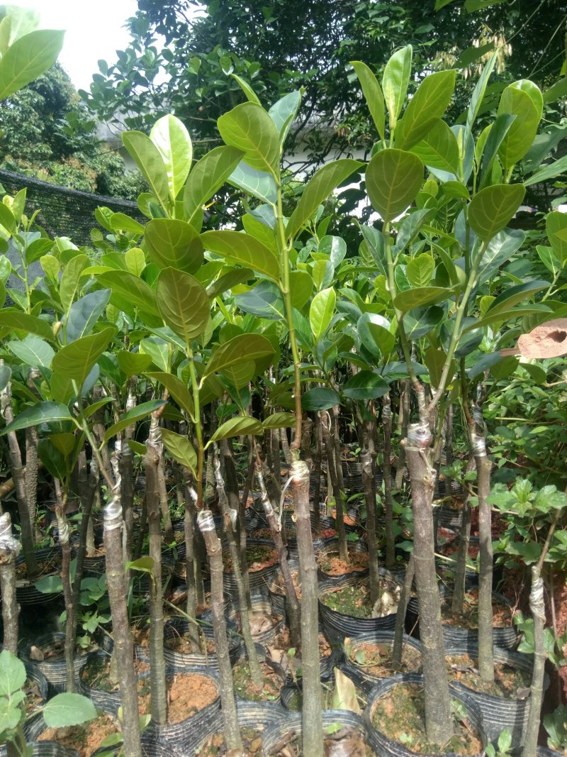 菠萝蜜苗