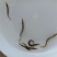 刺鳅鱼苗刀鳅猪麻记鱼苗包回收成品养殖场直供全国包