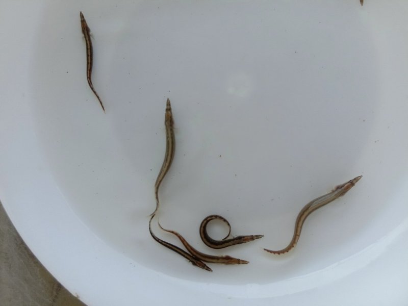 刺鳅鱼苗刀鳅猪麻记鱼苗包回收成品养殖场直供全国包