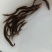 刺鳅鱼苗刀鳅猪麻记鱼苗包回收成品养殖场直供全国包