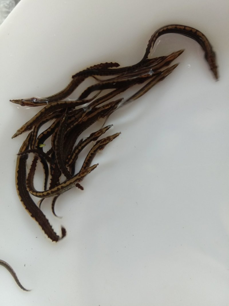 刺鳅鱼苗刀鳅猪麻记鱼苗包回收成品养殖场直供全国包
