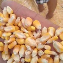 湖北玉米湿玉米干玉米大量有货保质保量