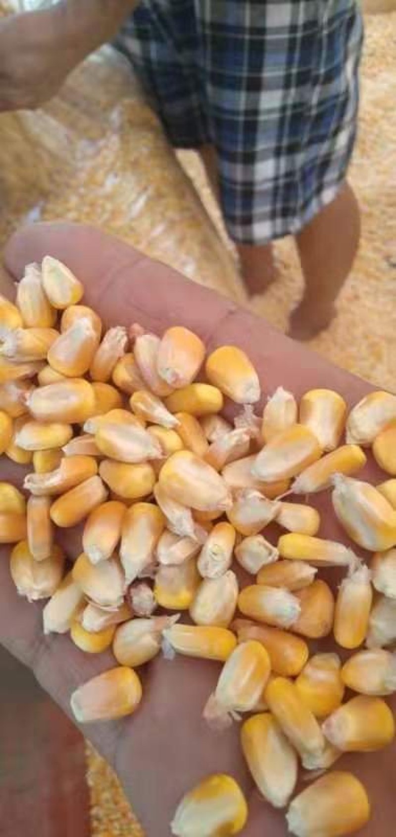 湖北玉米湿玉米干玉米大量有货保质保量