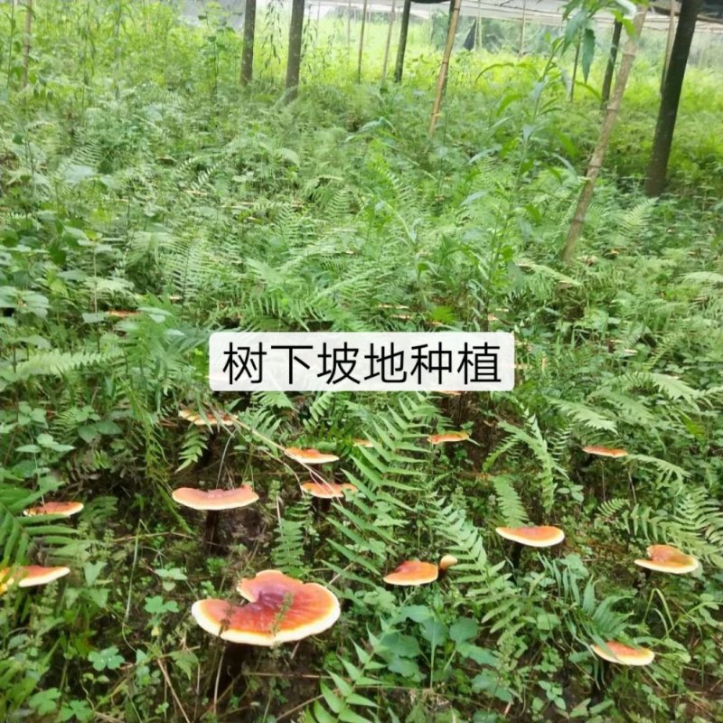 灵芝盆栽、灵芝盆景灵芝菌种、移栽，培育均可量大