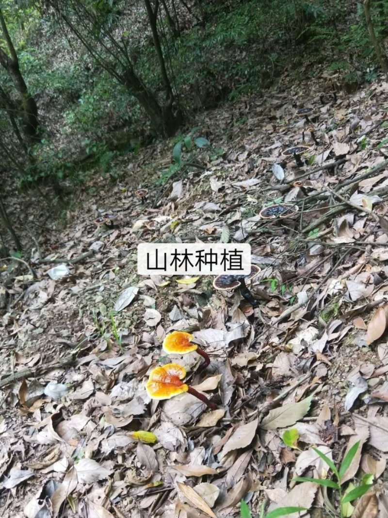 灵芝盆栽、灵芝盆景灵芝菌种、移栽，培育均可量大