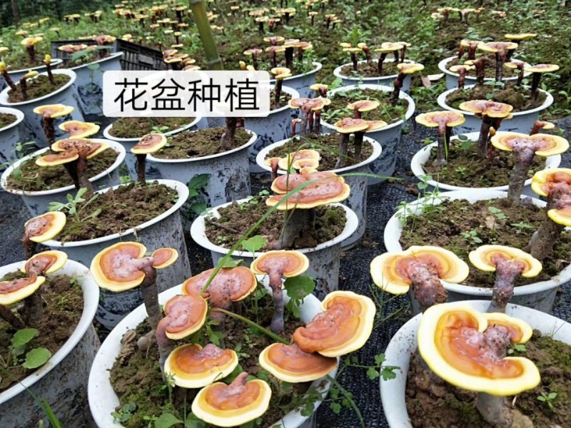 灵芝盆栽、灵芝盆景灵芝菌种、移栽，培育均可量大