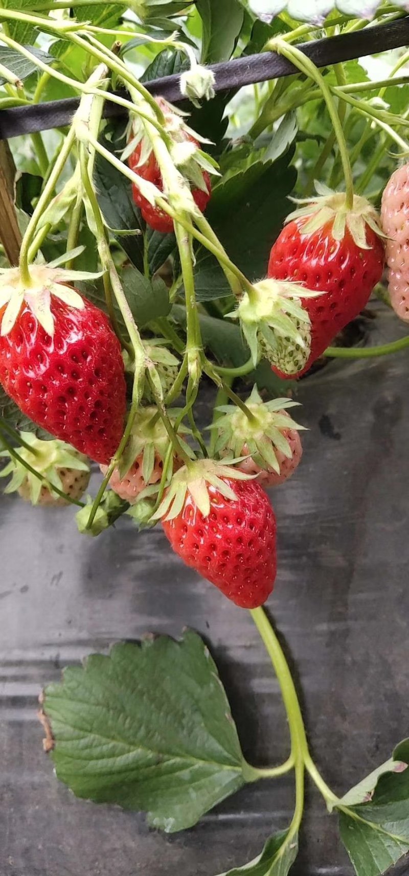 批发红颜草莓苗牛奶草莓苗妙香甜查理法兰地草莓苗