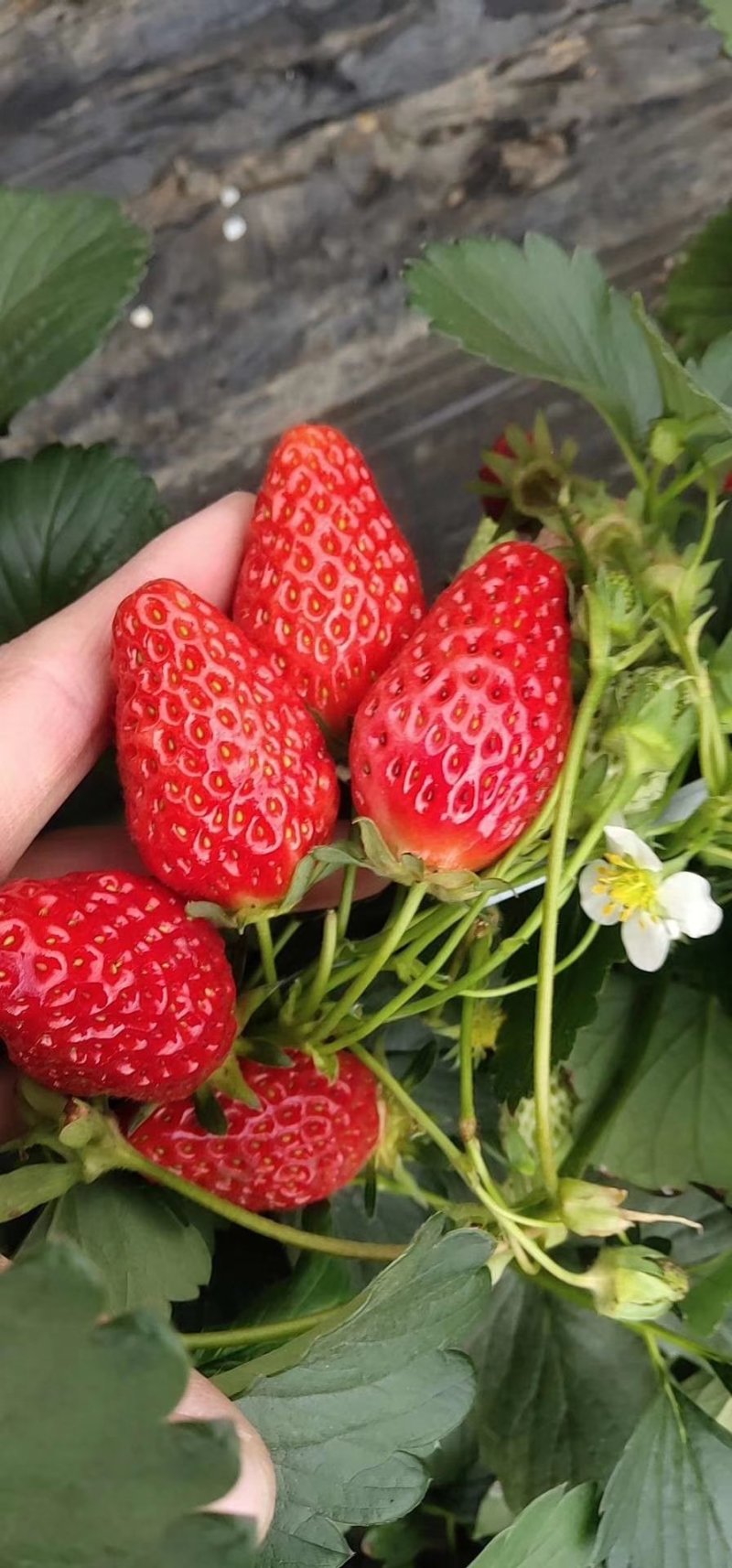 批发红颜草莓苗牛奶草莓苗妙香甜查理法兰地草莓苗