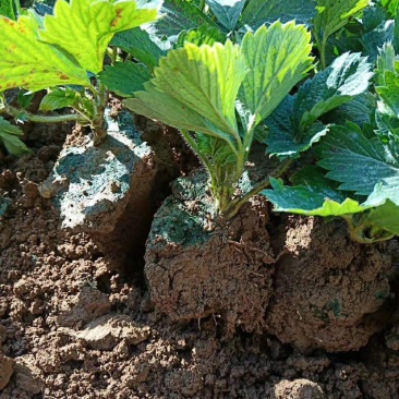 批发红颜草莓苗牛奶草莓苗妙香甜查理法兰地草莓苗
