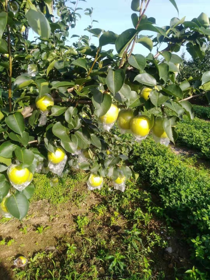 黄冠梨