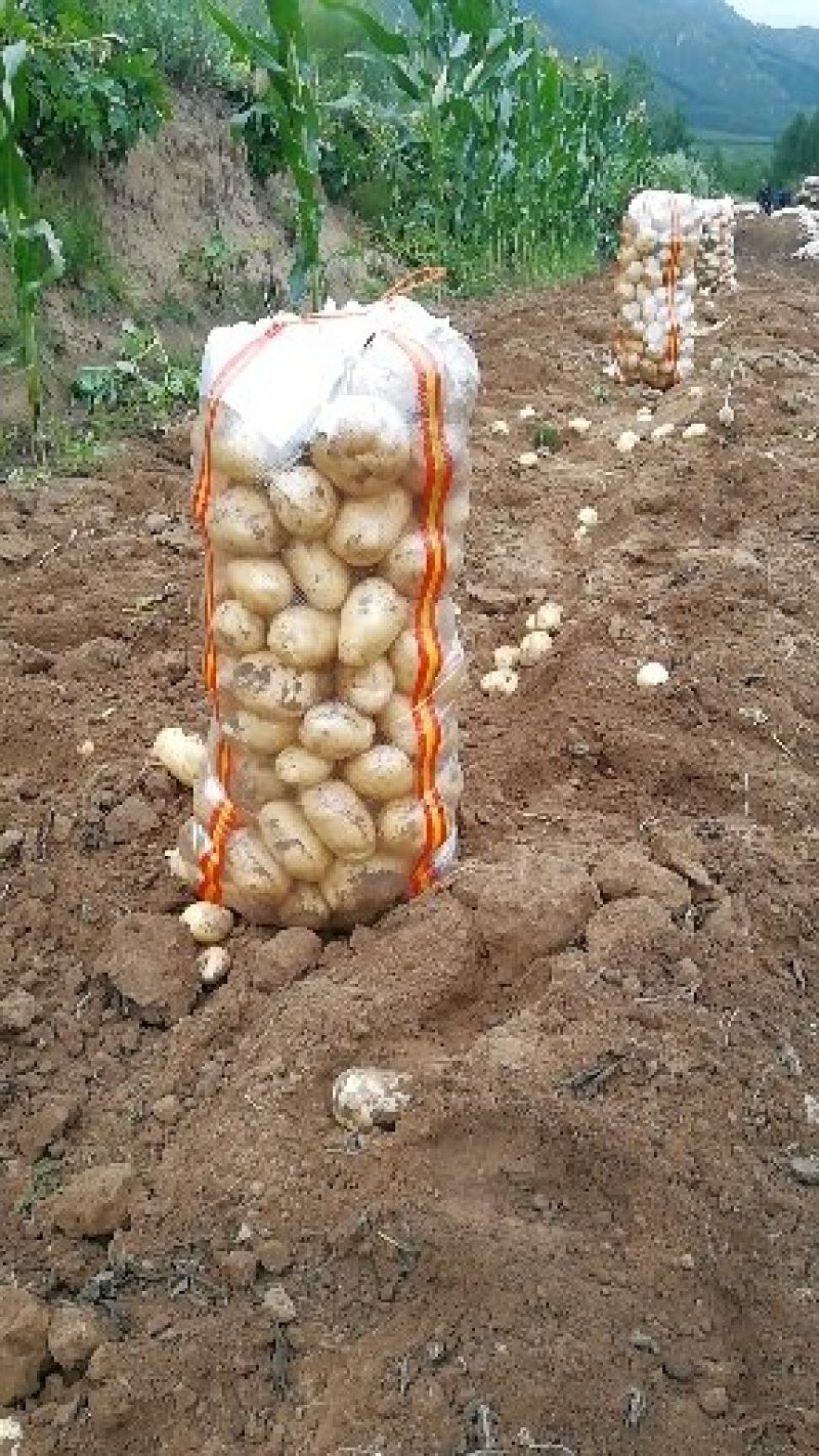 荷兰十五土豆基地种植，货量充足！超市货！
