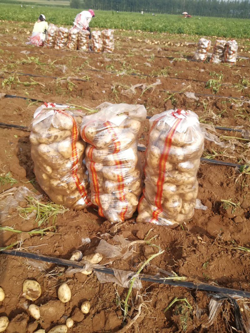 荷兰十五土豆基地种植，货量充足！超市货！