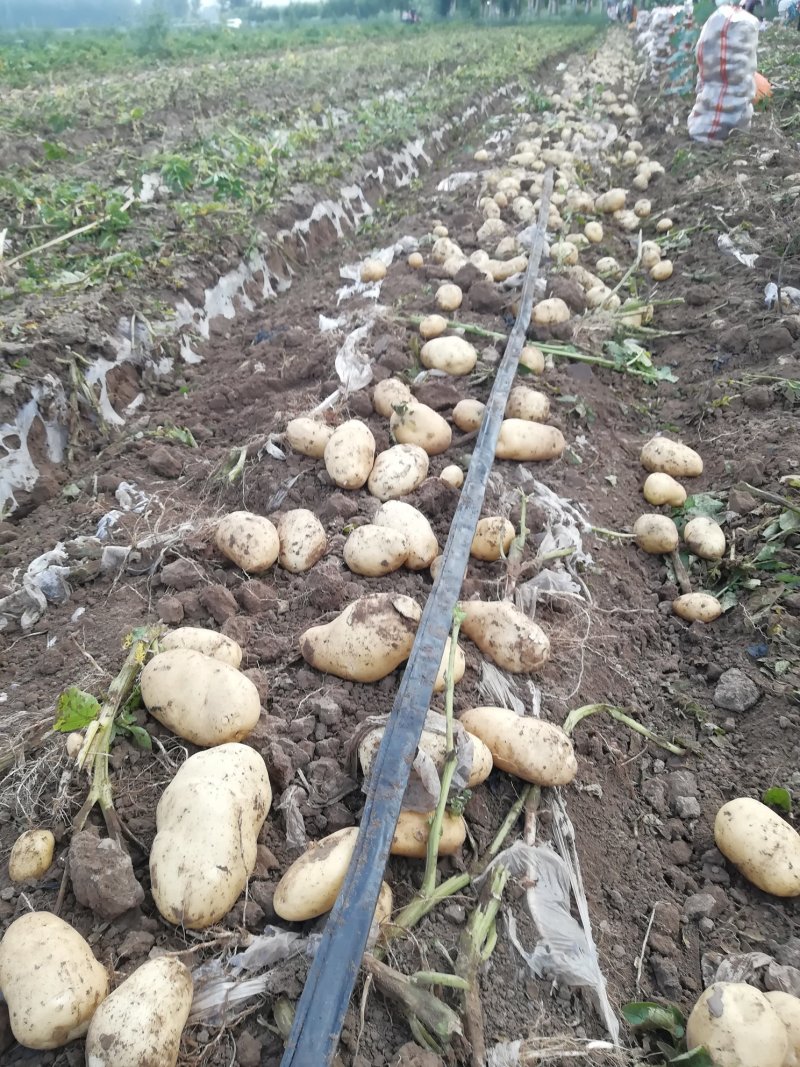 荷兰十五土豆基地种植，货量充足！超市货！