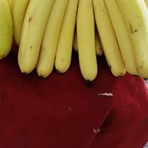威廉斯香蕉八成熟，精品香蕉