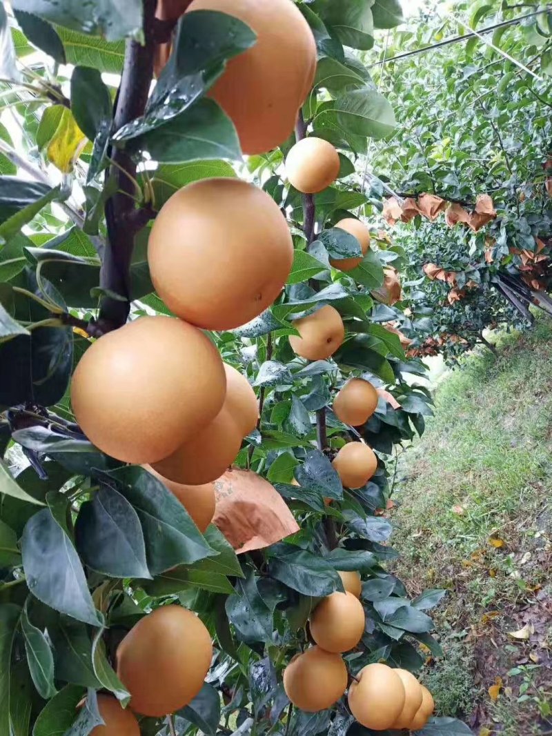 园黄梨