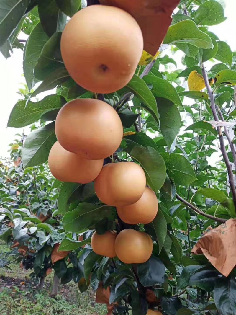 园黄梨