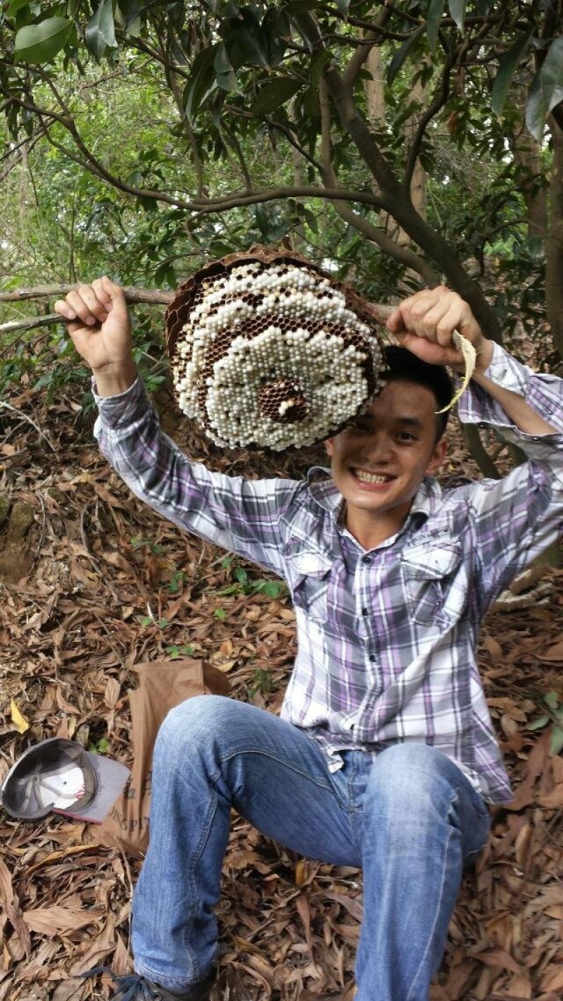 蜂蛹树蜂地雷锋黄蜂黑尾带巢活蜂熟冻蜂蛹野生蜂蛹