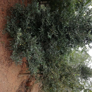竹柏13724799596