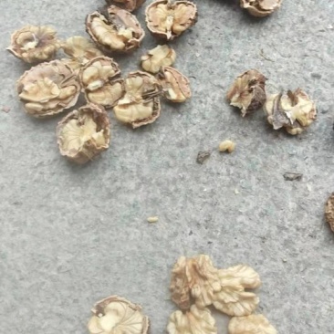 云南核桃