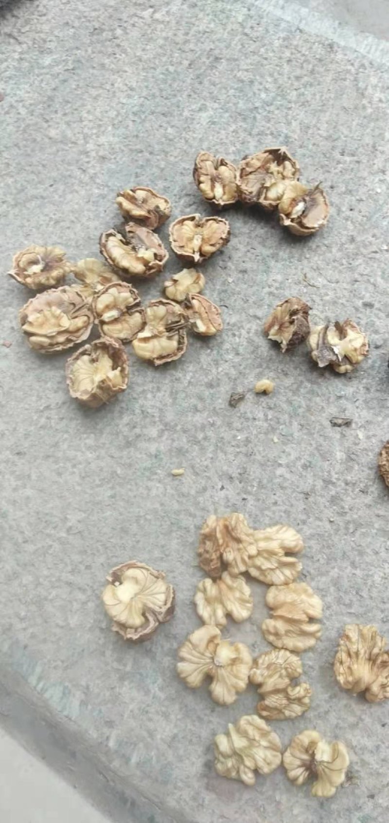 云南核桃