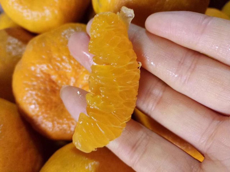 特早蜜橘果园看货，质量保证欢迎订购